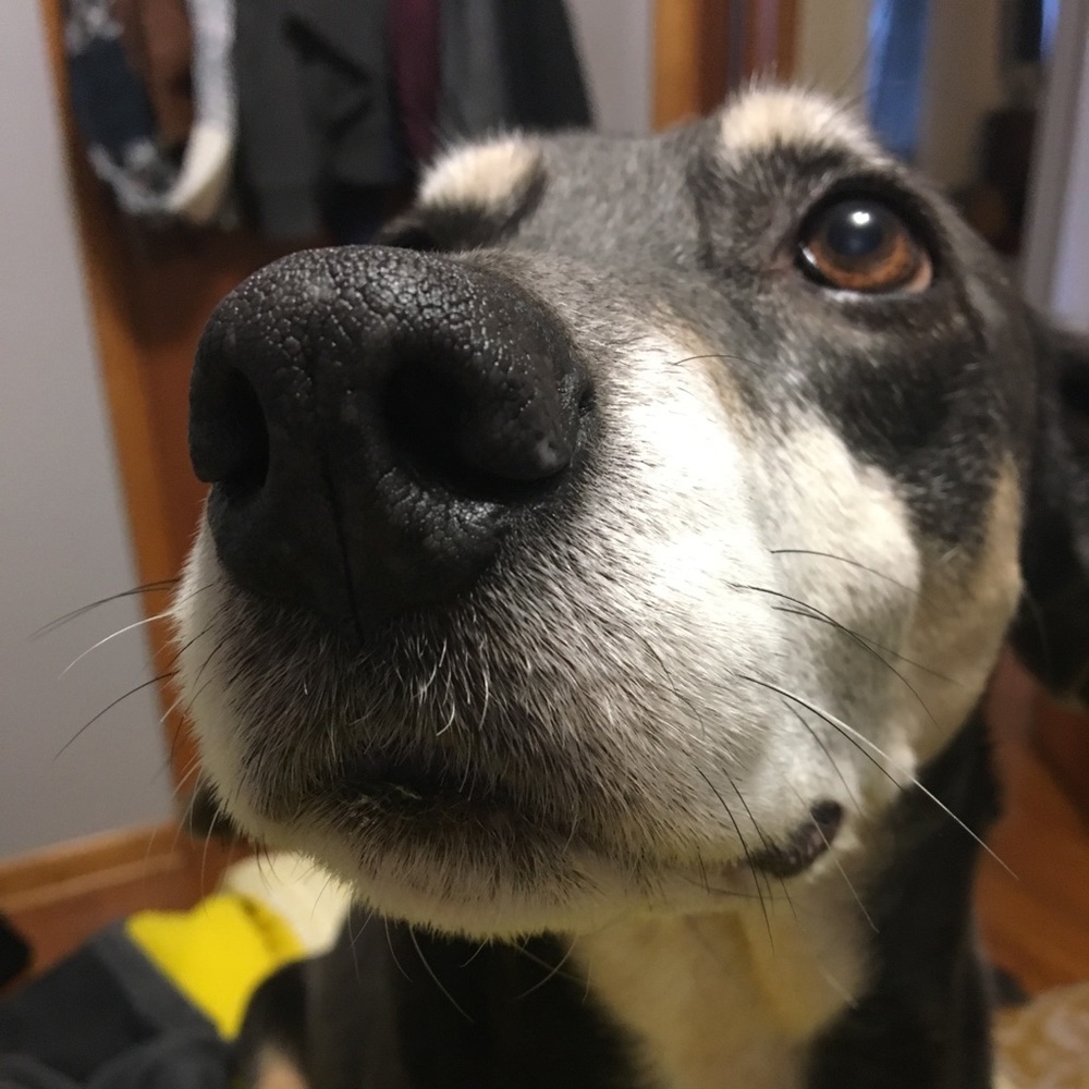 Meet your Posher, Alli